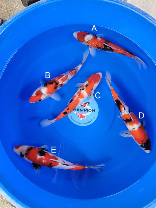 Ogata Ginrin Showa koi for sale — 31-35 cm at ChampKoi