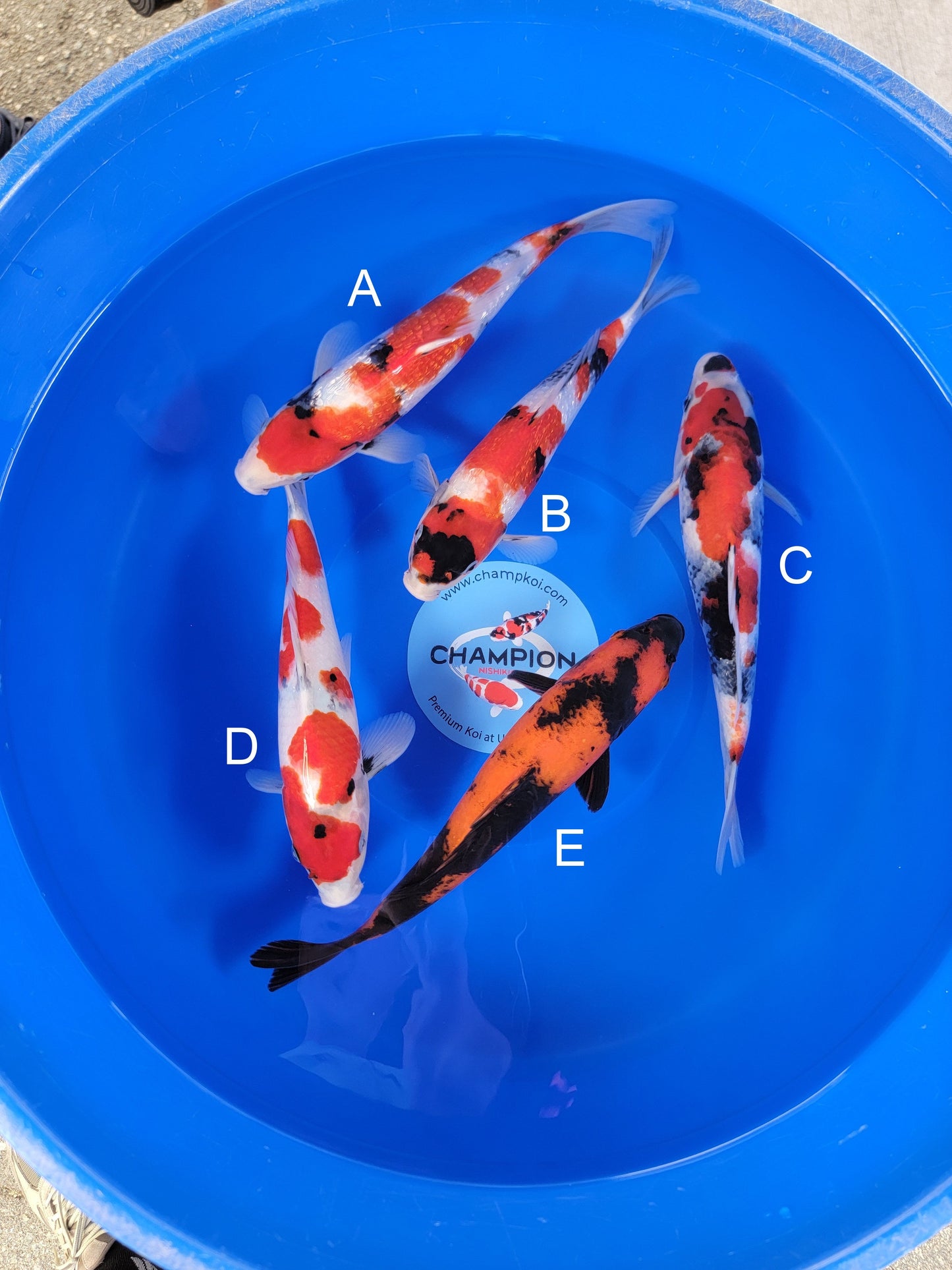 Ogata Ginrin Showa koi for sale — 31-35 cm at ChampKoi
