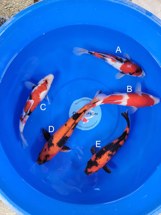 Ogata Showa koi for sale — 33-38 cm at ChampKoi