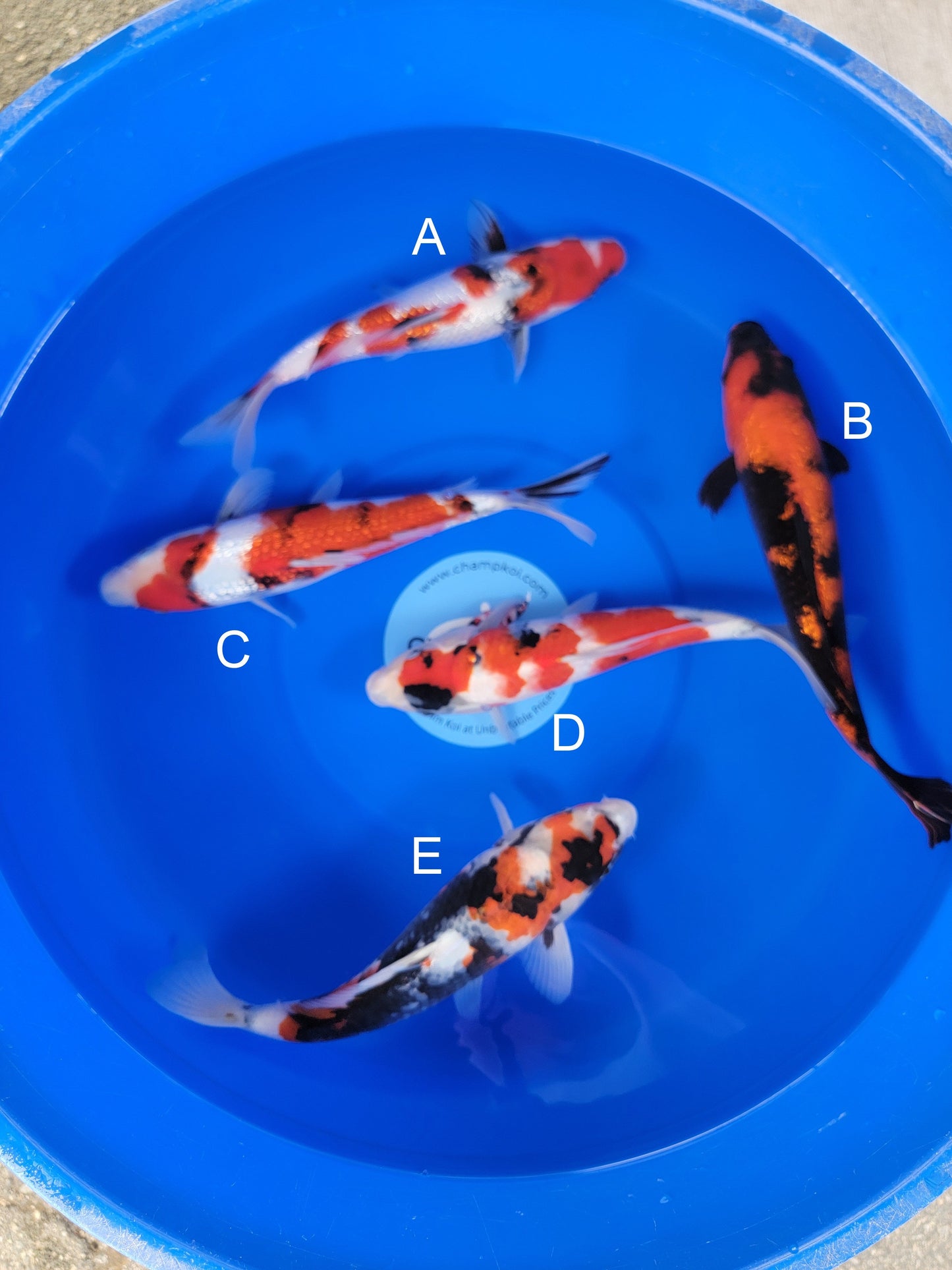 Ogata Ginrin Showa koi for sale — 31-35 cm at ChampKoi