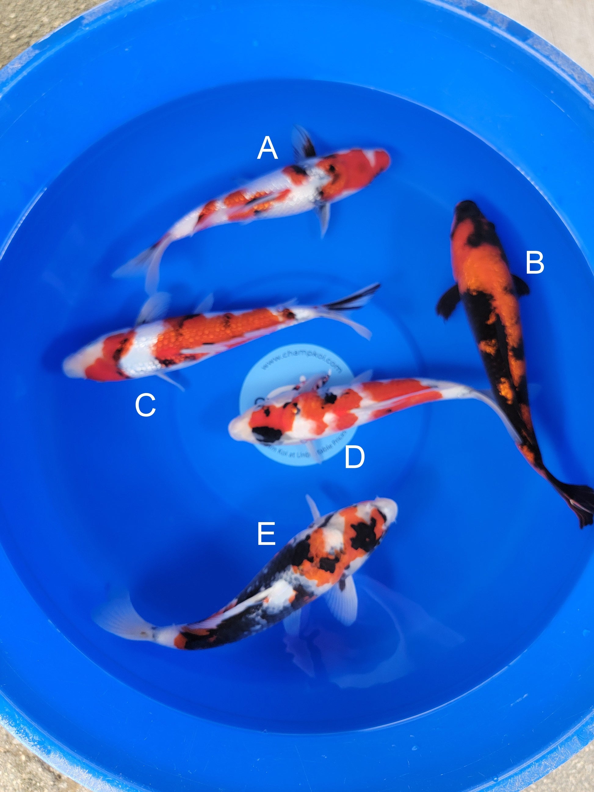 Ogata Ginrin Showa koi for sale — 31-35 cm at ChampKoi