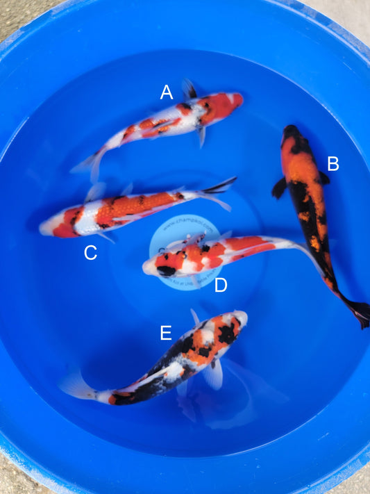 Ogata Ginrin Showa koi for sale — 31-35 cm at ChampKoi