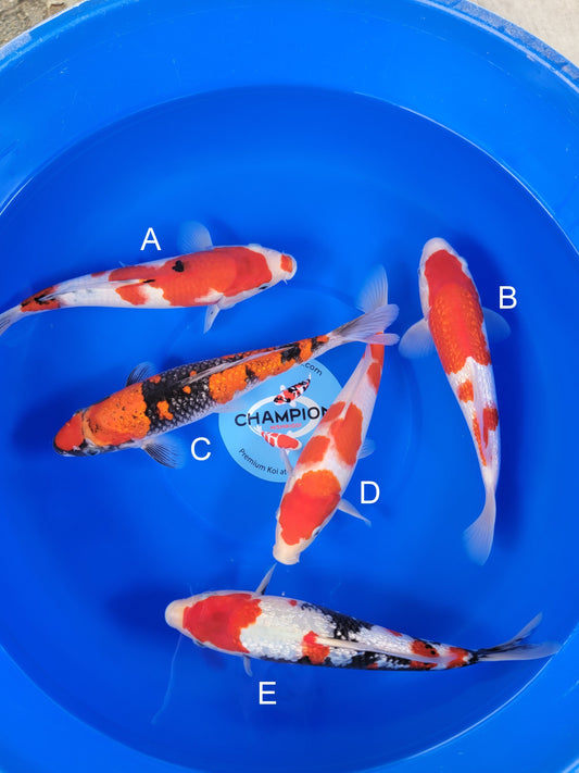 Ogata Sanke koi for sale — 31-35 cm at ChampKoi