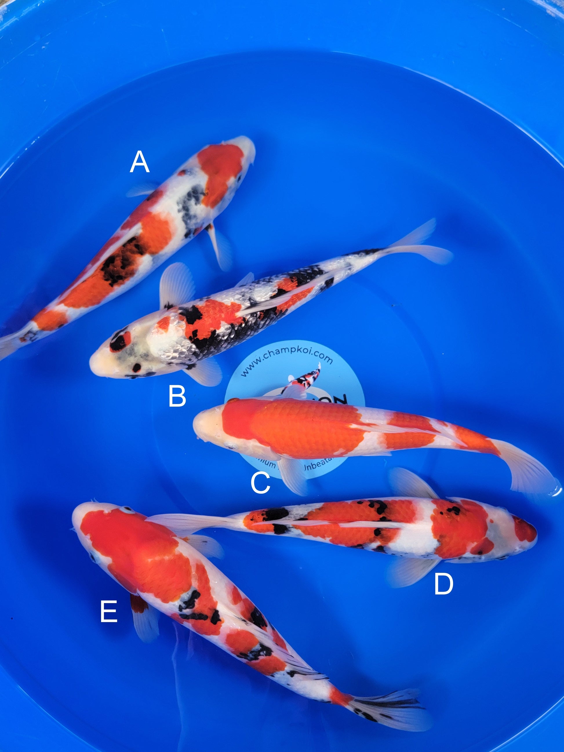 Ogata Showa koi for sale — 35-38 cm at ChampKoi
