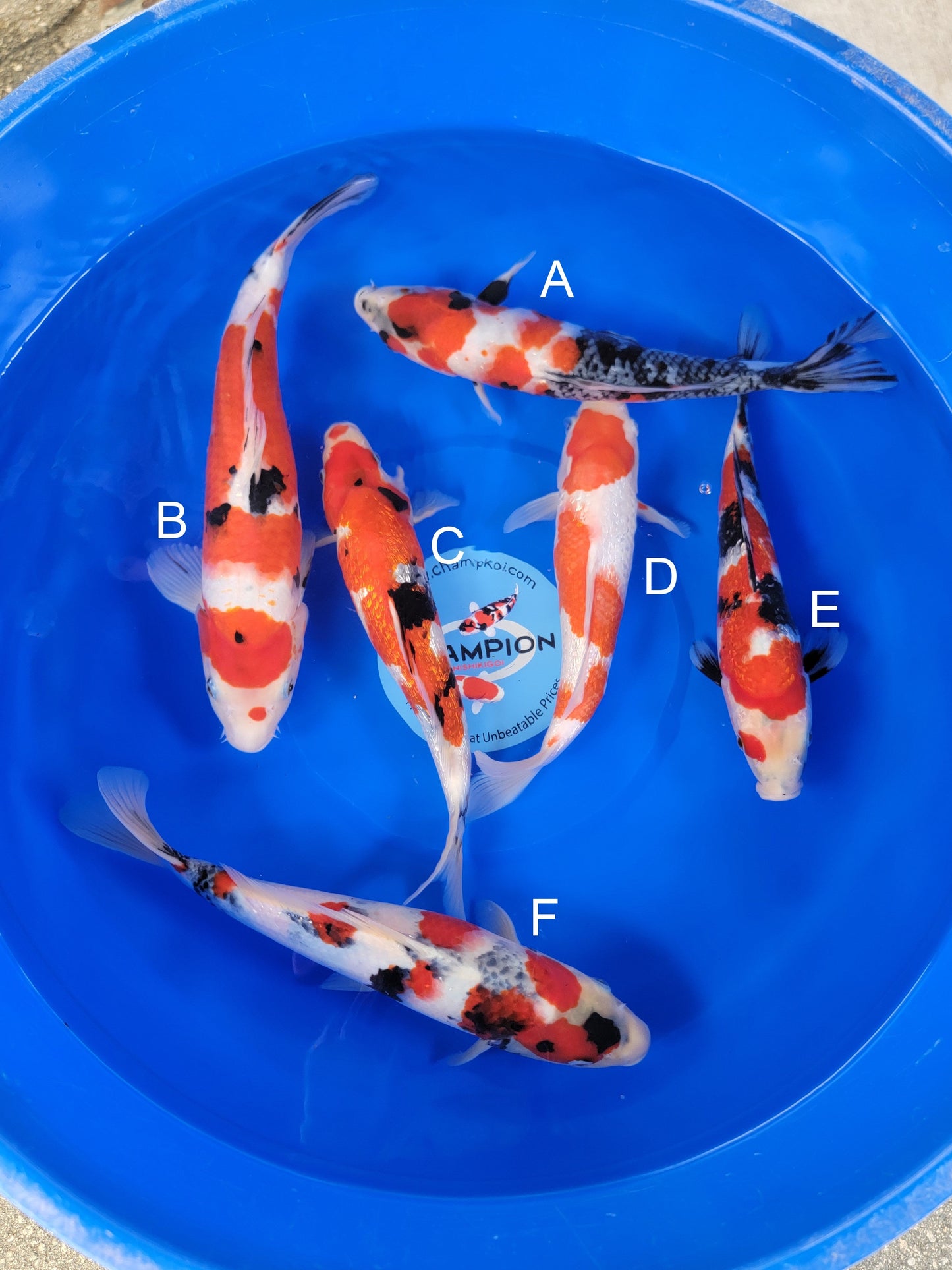 Ogata Showa koi for sale — 35-38 cm at ChampKoi