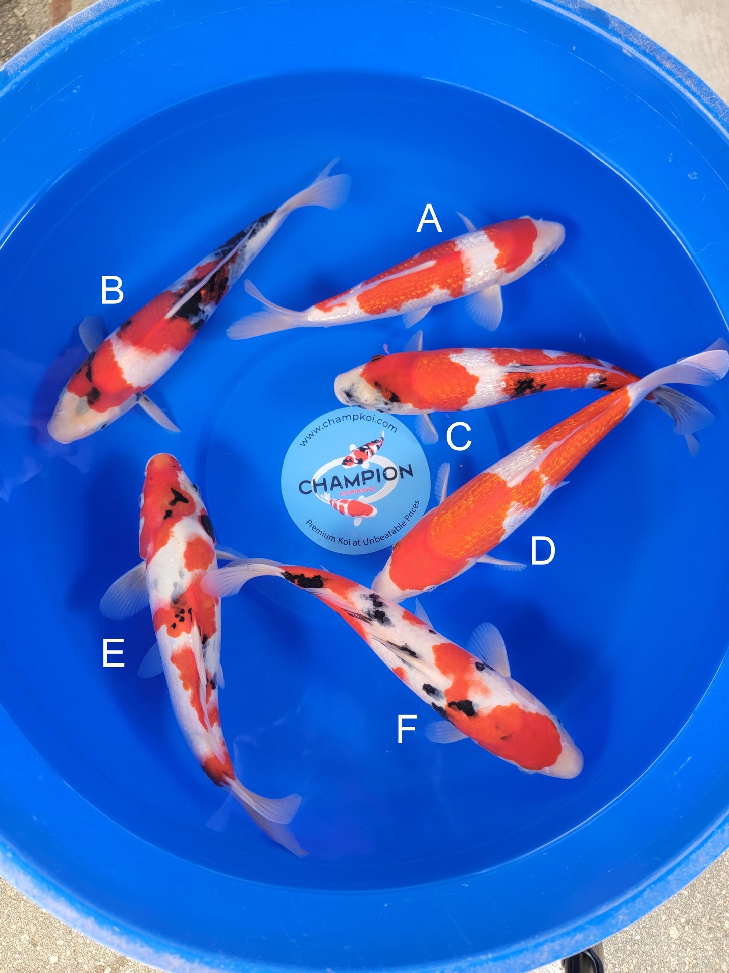 Ogata Ginrin Kohaku koi for sale — 35-38 cm at ChampKoi