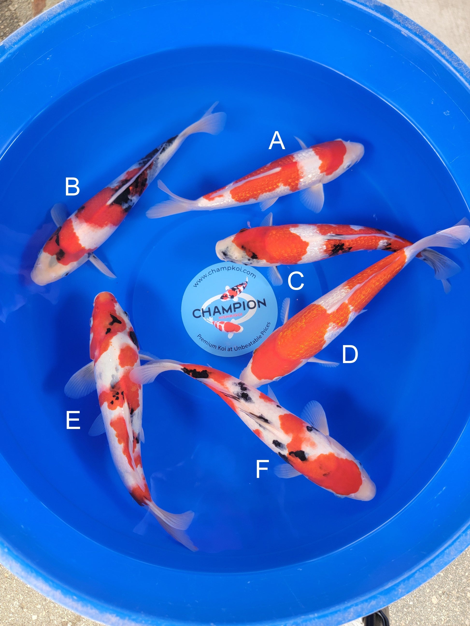 Ogata Ginrin Kohaku koi for sale — 35-38 cm at ChampKoi