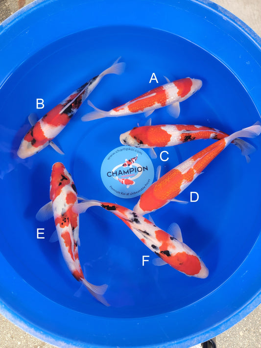 Ogata Ginrin Kohaku koi for sale — 35-38 cm at ChampKoi