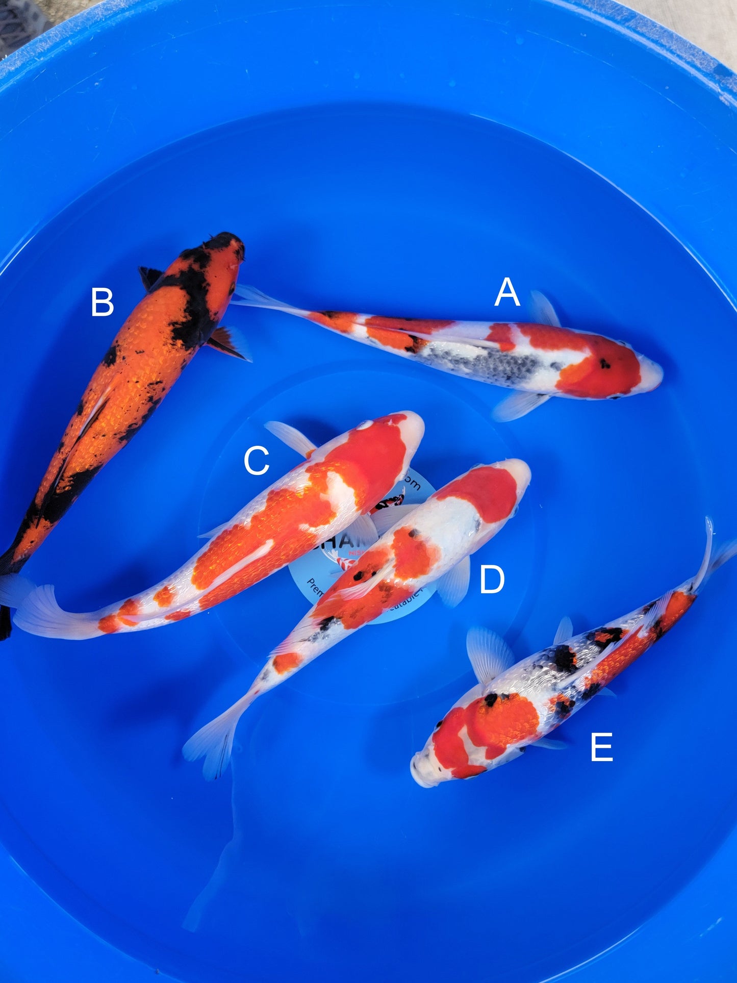 Ogata Showa koi for sale — 35-38 cm at ChampKoi