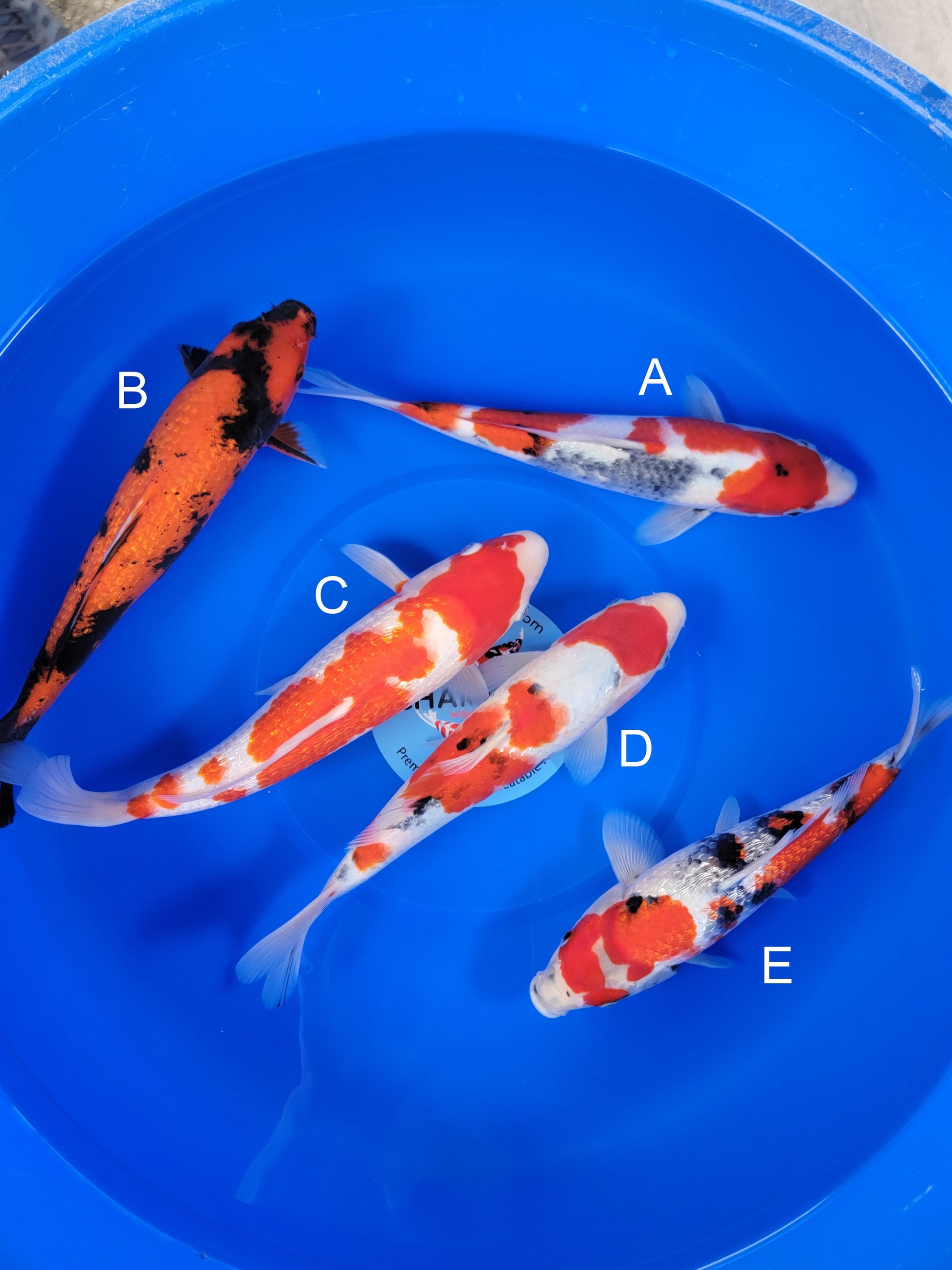 Ogata Showa koi for sale — 35-38 cm at ChampKoi