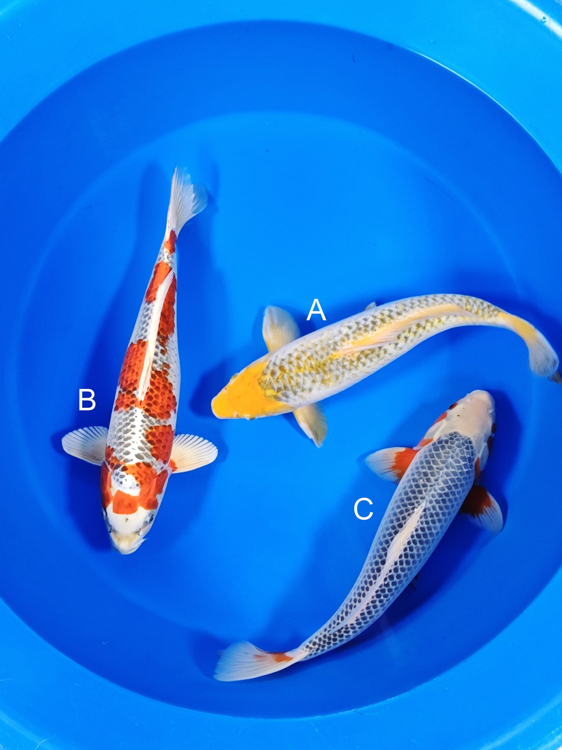 Ozumi Ikarashi Yellow Asagi koi for sale at ChampKoi