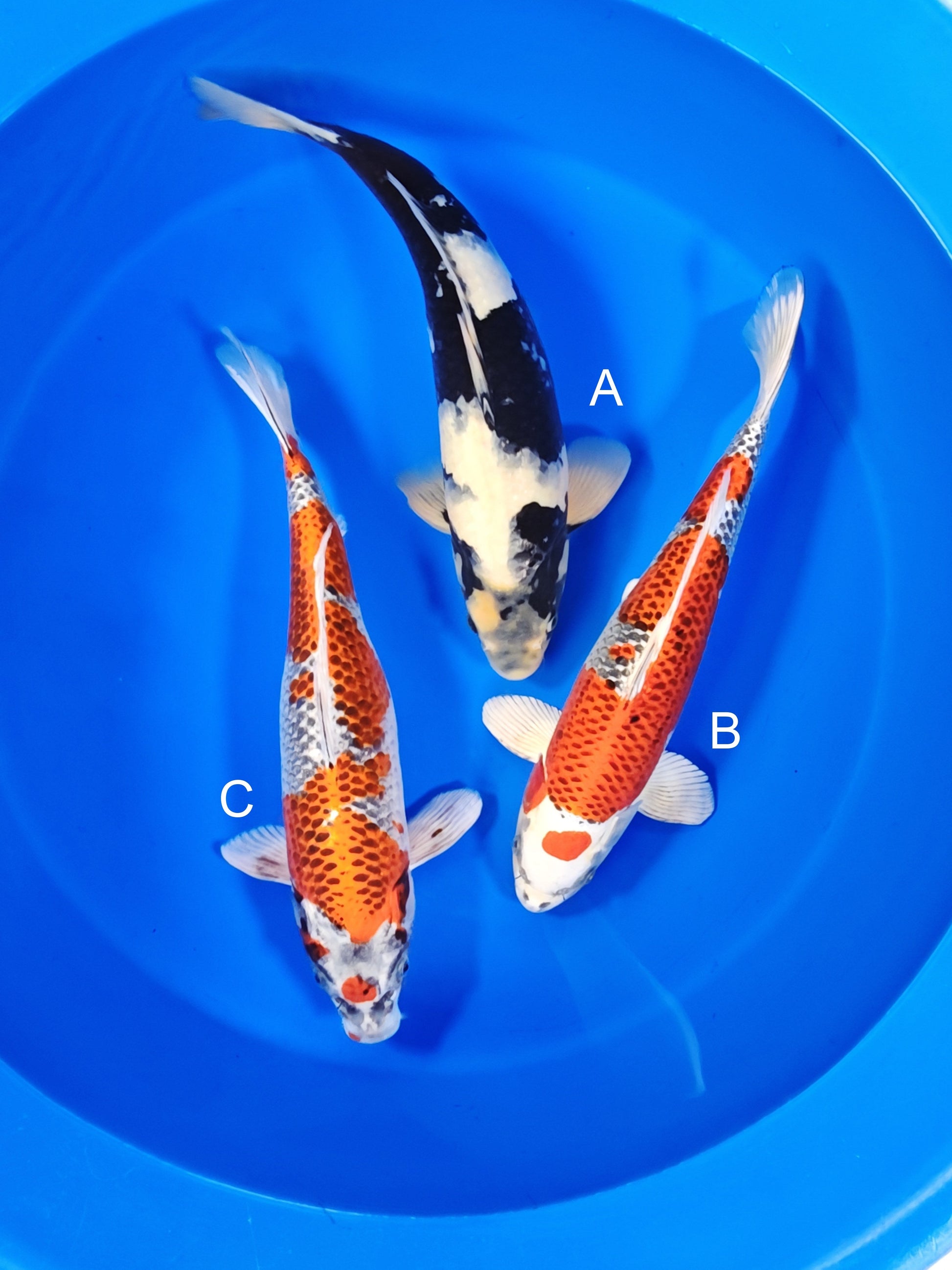 Marusei Shiro Utsuri koi for sale at ChampKoi