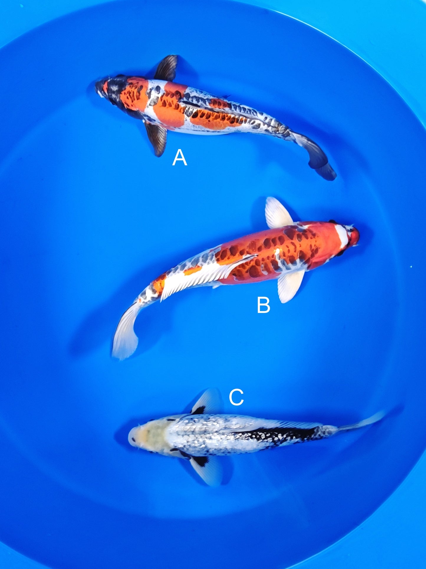Ozumi Ikarashi Beni Kikokuryu koi for sale at ChampKoi