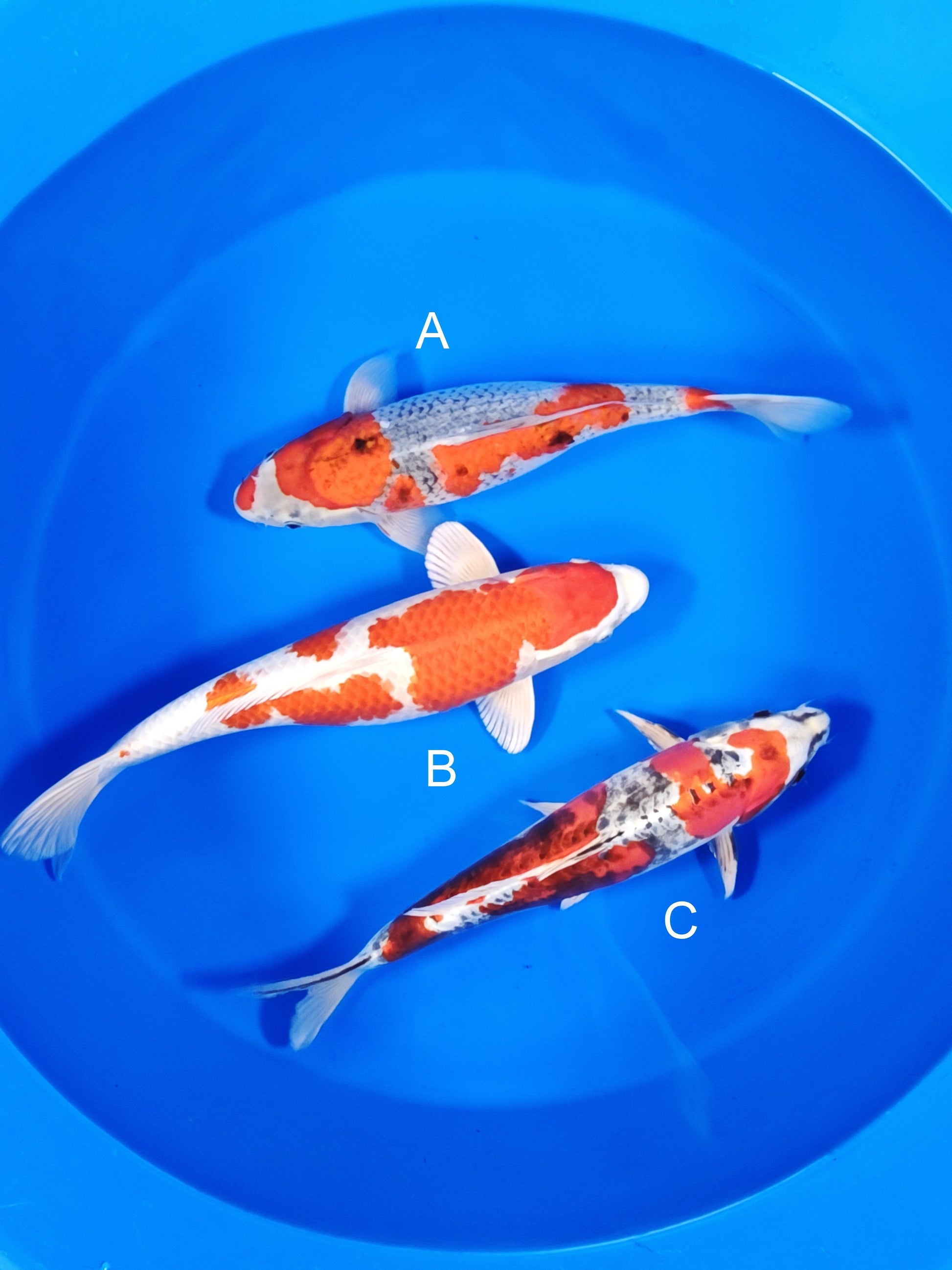 Ozumi Ikarashi Goshiki koi for sale at ChampKoi