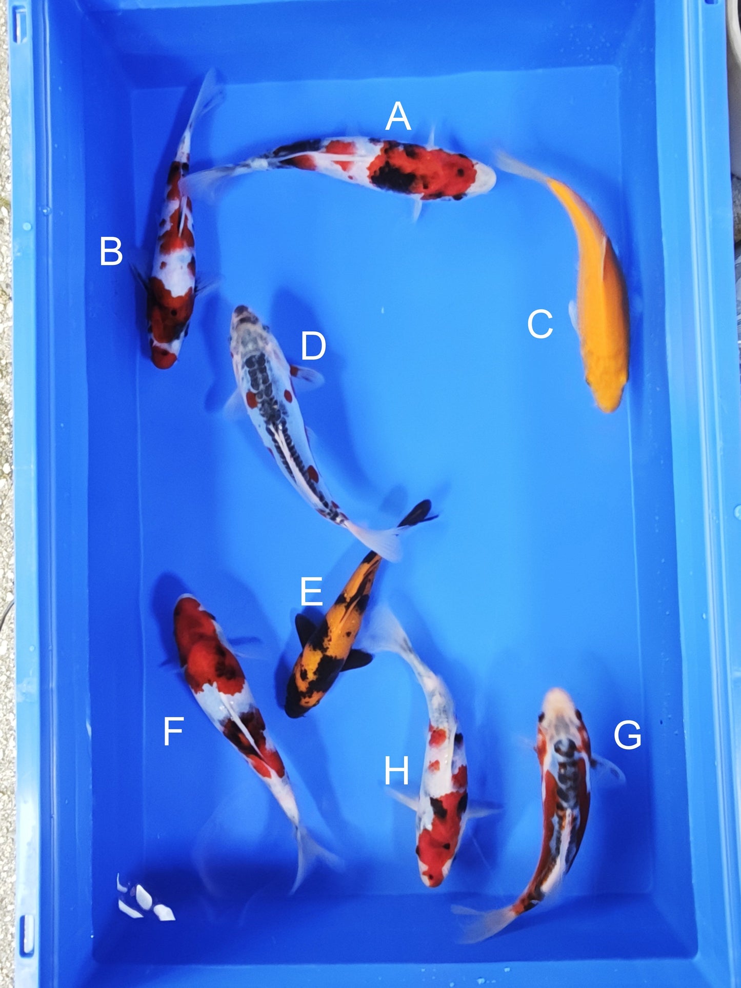 Koi fish for sale — 19-22 cm Ogata Showa at ChampKoi