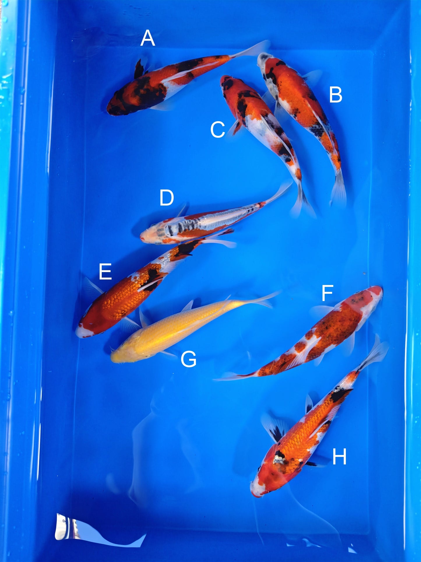 Koi fish for sale — 19-22 cm Ogata Showa at ChampKoi