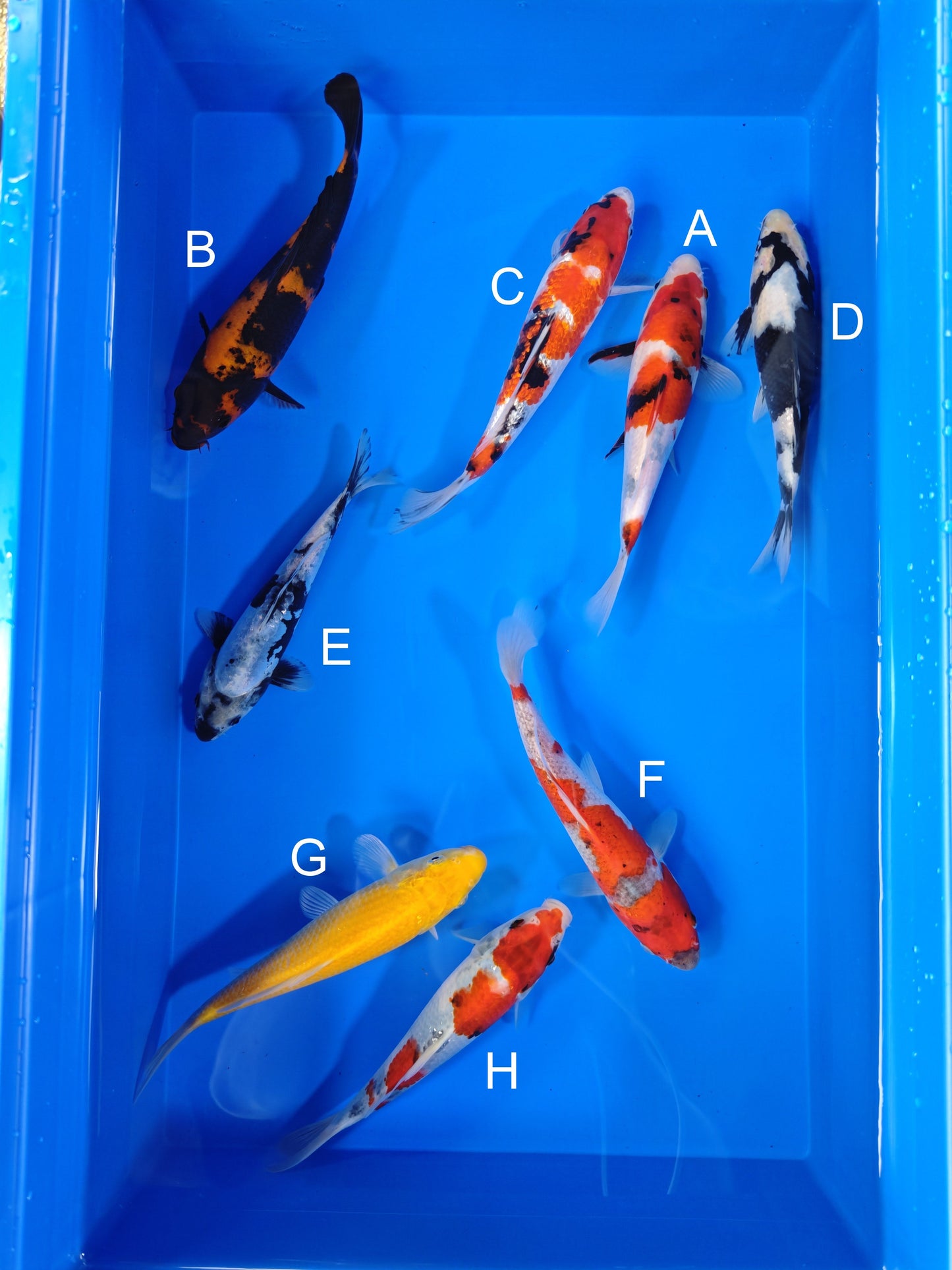 Koi fish for sale — 19-22 cm Ogata Showa at ChampKoi