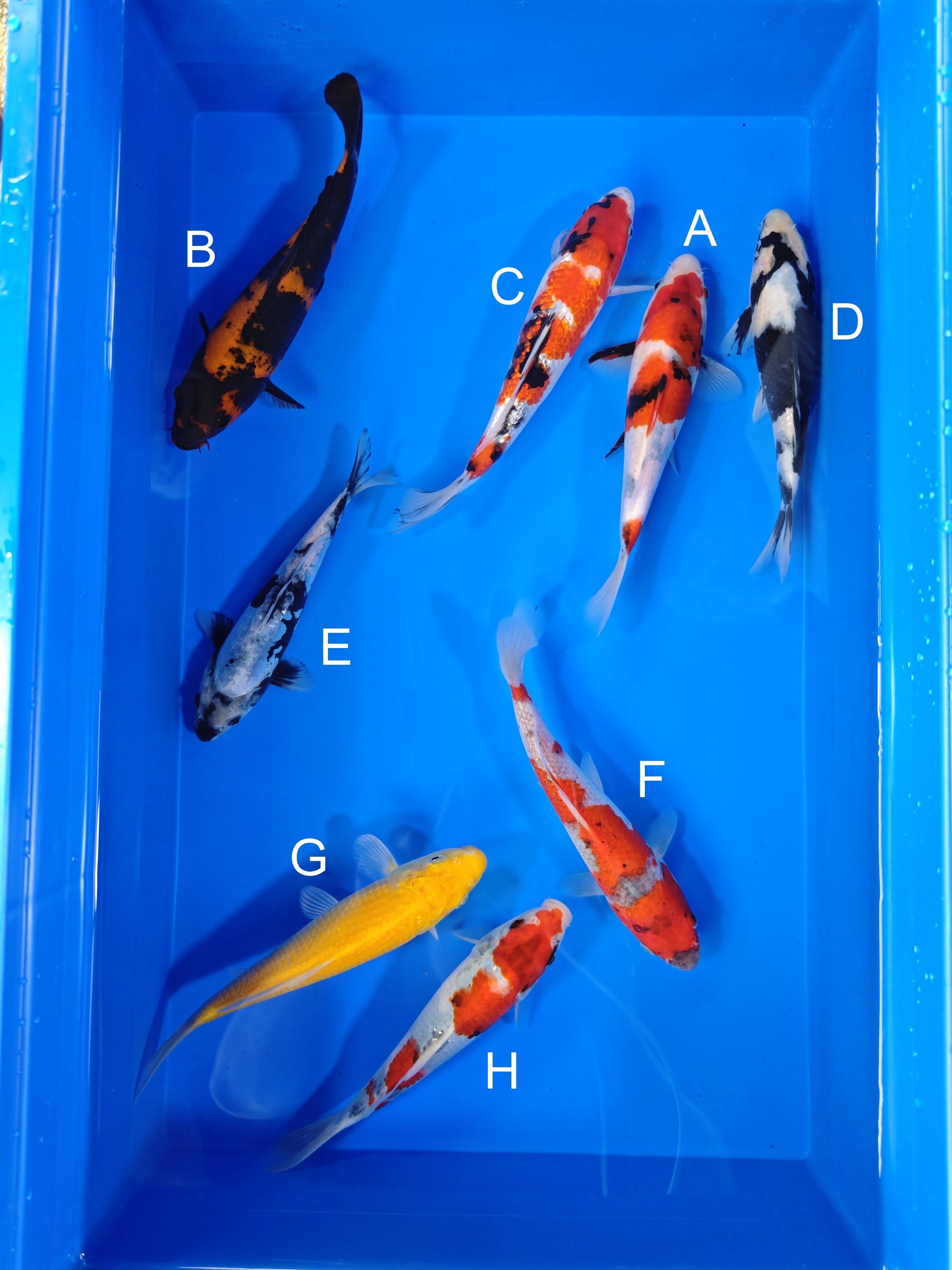 Koi fish for sale — 19-22 cm Ogata Showa at ChampKoi