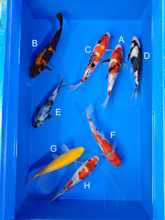 Koi fish for sale — 19-22 cm Ogata Showa at ChampKoi