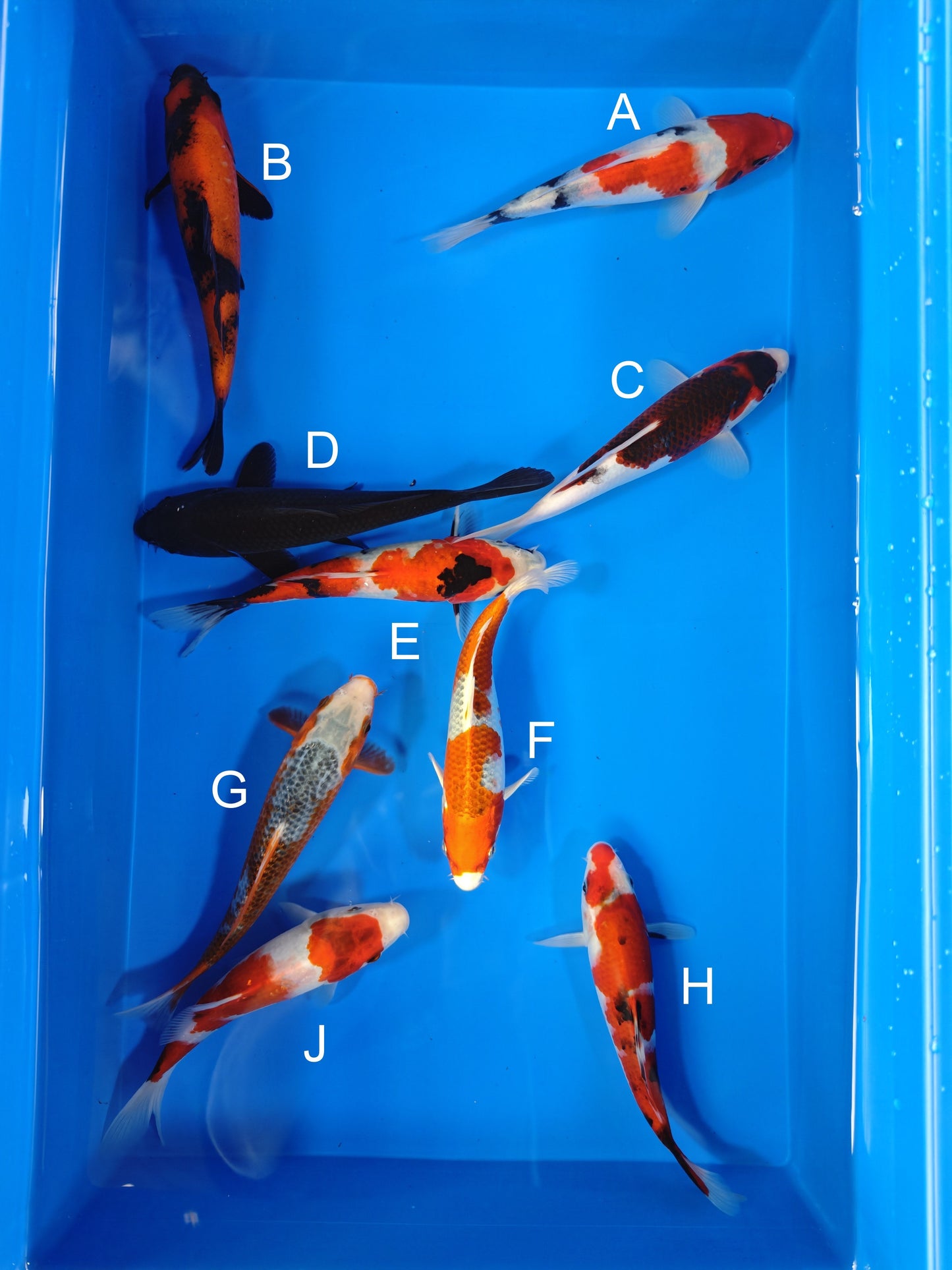 Koi fish for sale — 19-22 cm Ogata Showa at ChampKoi
