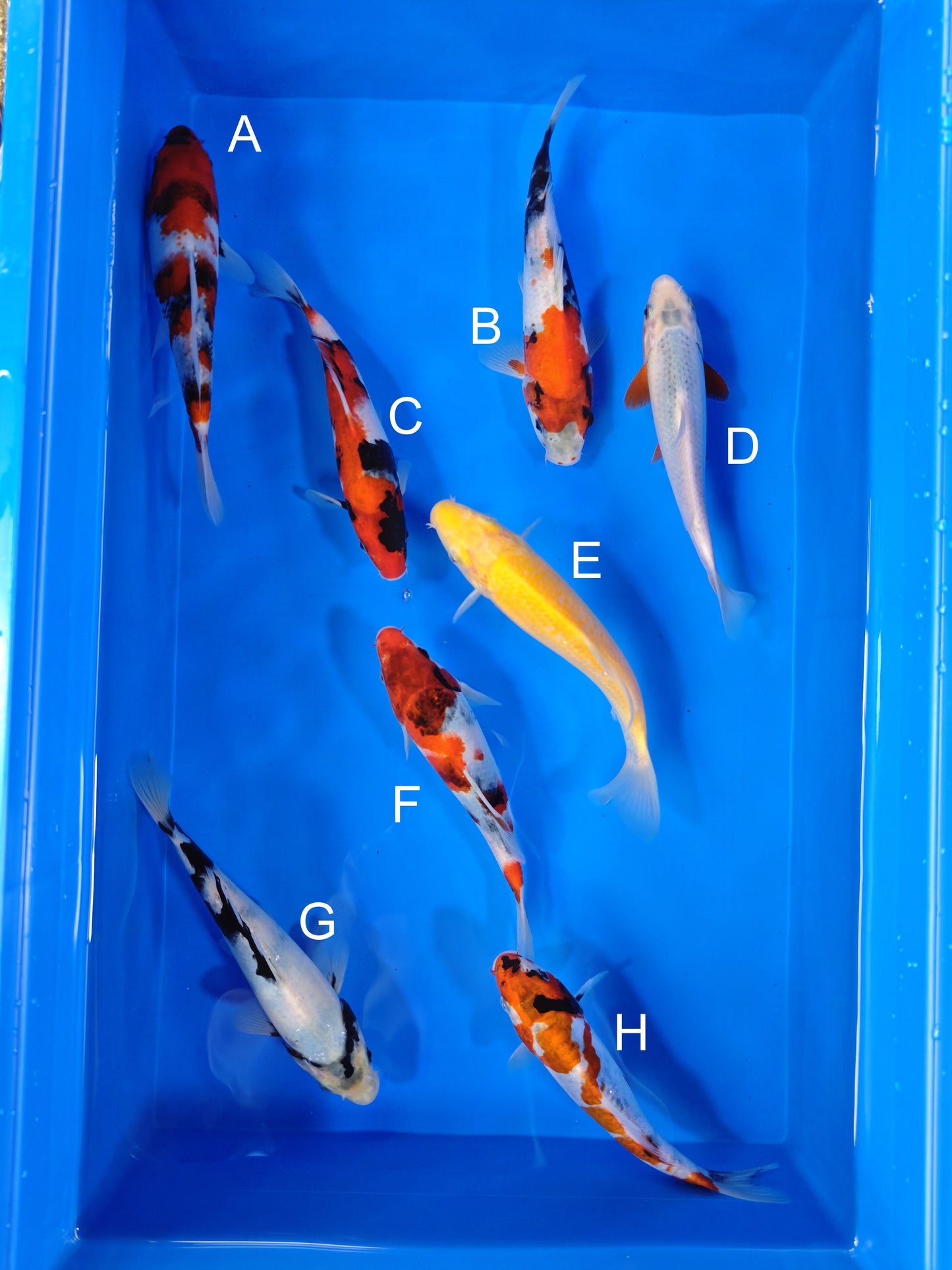 Koi fish for sale — 19-22 cm Ogata Showa at ChampKoi
