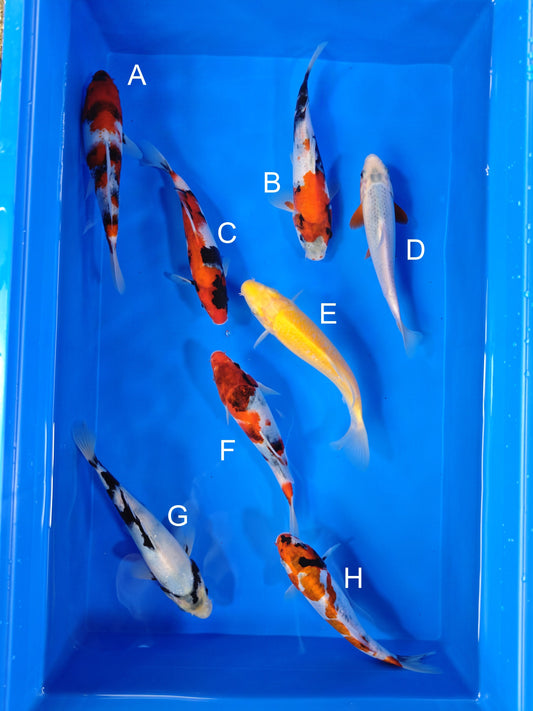 Koi fish for sale — 19-22 cm Ogata Showa at ChampKoi