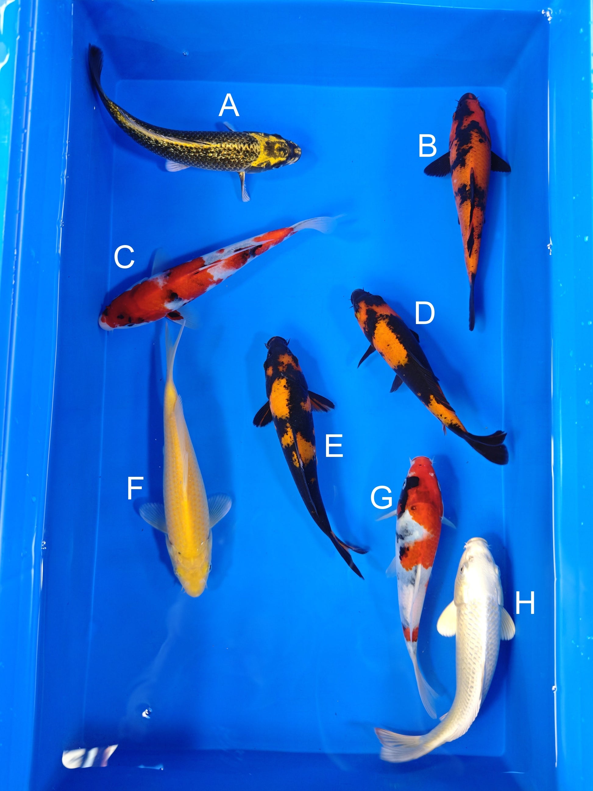 Koi fish for sale — 19-22 cm Ogata Ginrin Mukashi Ogon at ChampKoi