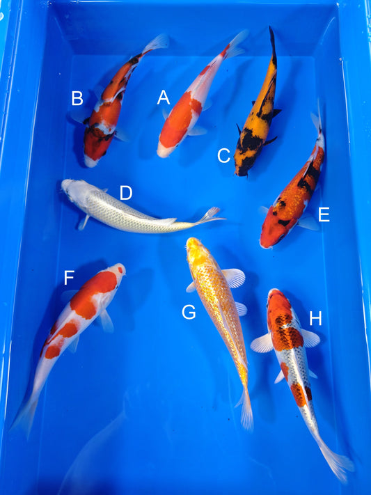 Koi fish for sale — 19-22 cm Ogata Kohaku at ChampKoi