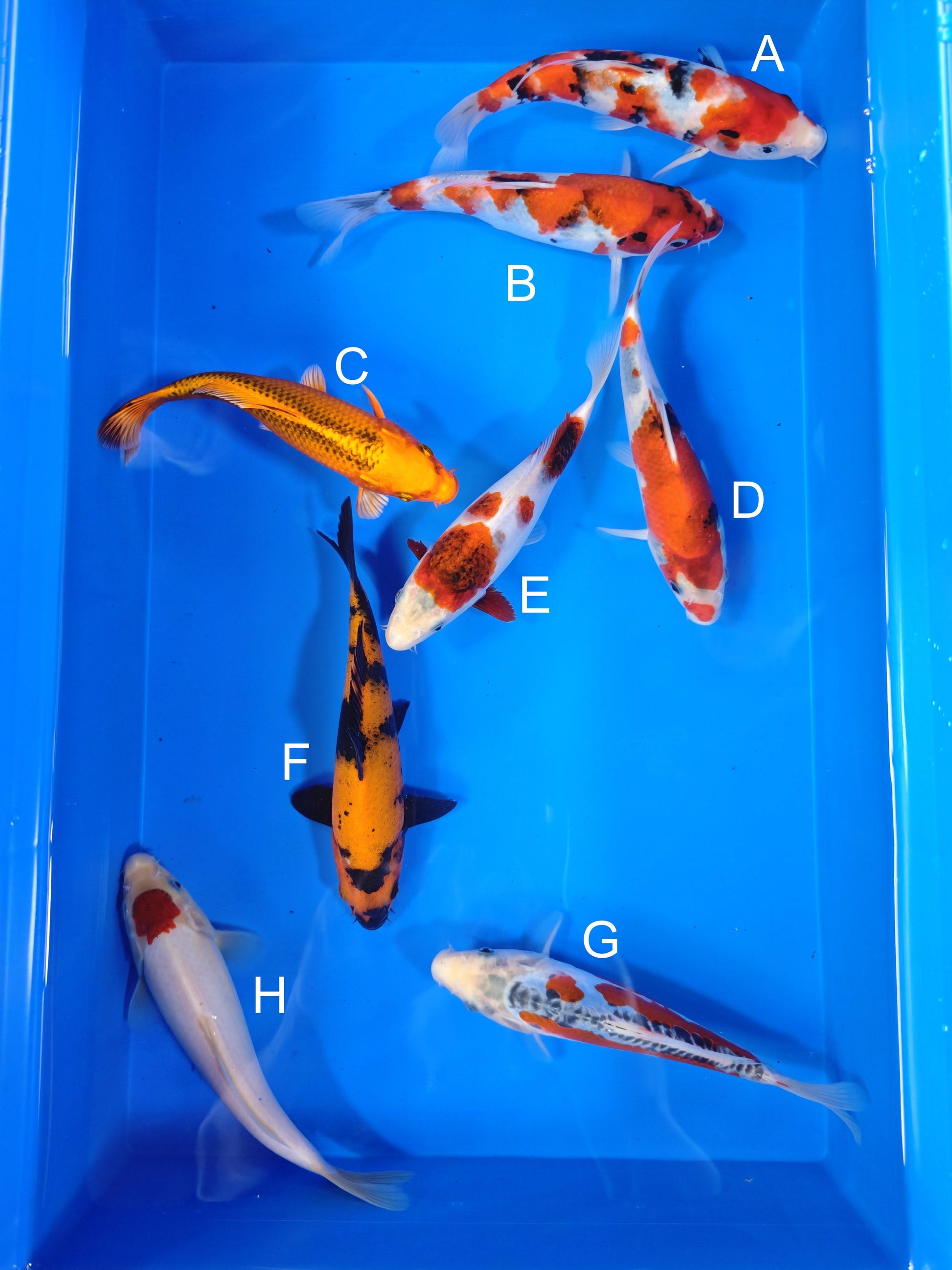 Koi fish for sale — 19-22 cm Ogata Sanke at ChampKoi