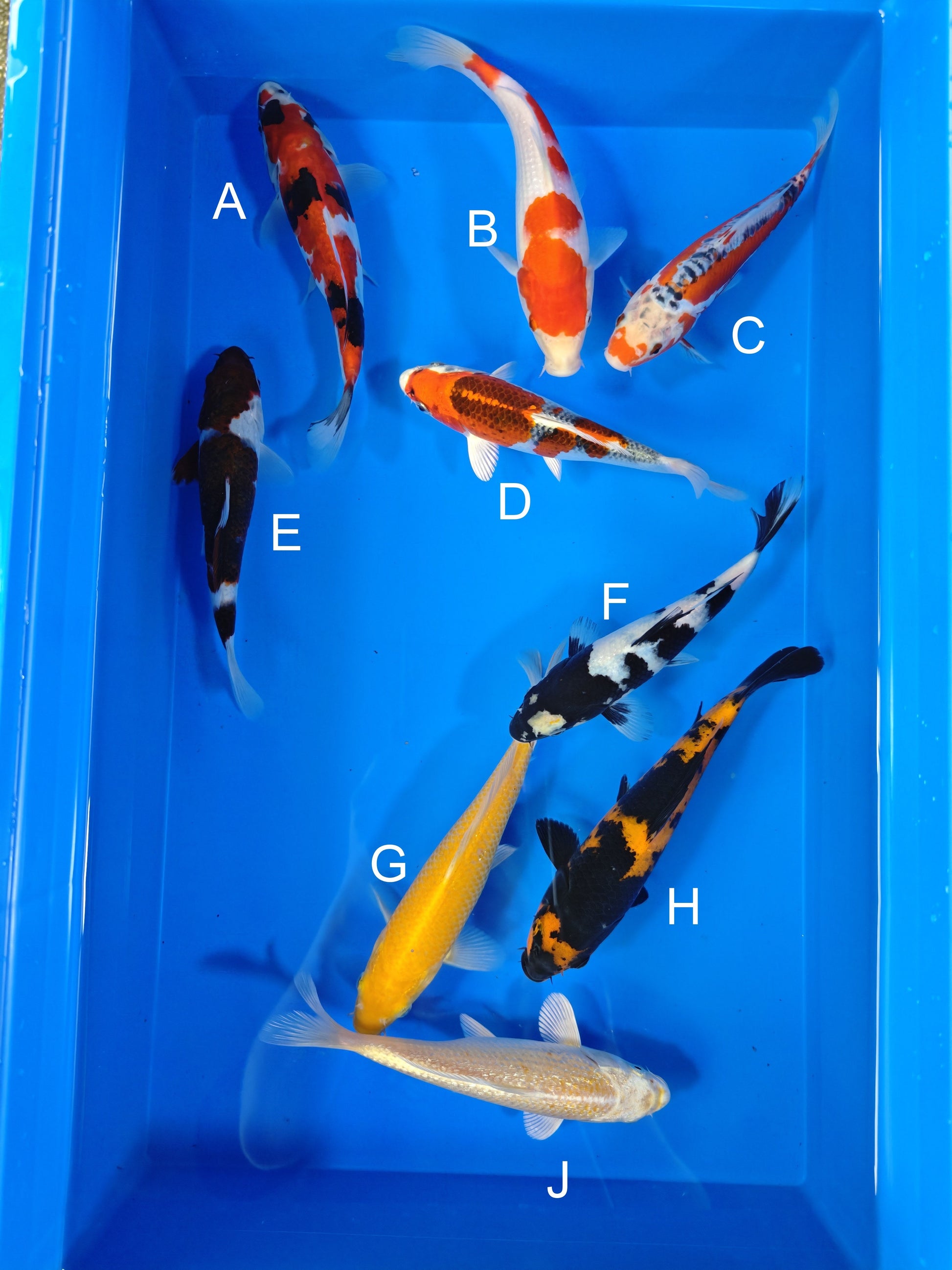 Koi fish for sale — 19-22 cm Ogata Showa at ChampKoi