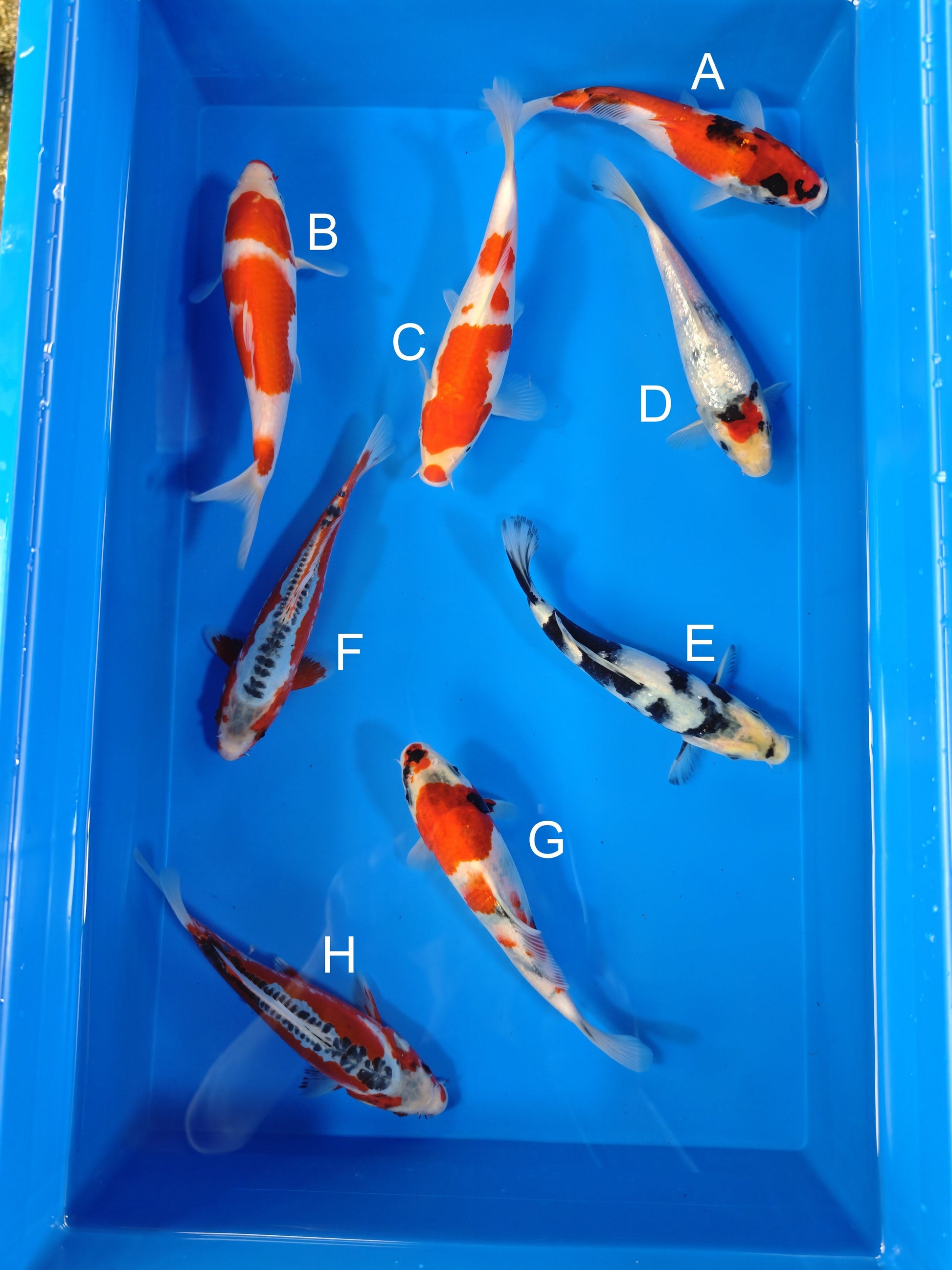 Koi fish for sale — 19-22 cm Ogata Showa at ChampKoi