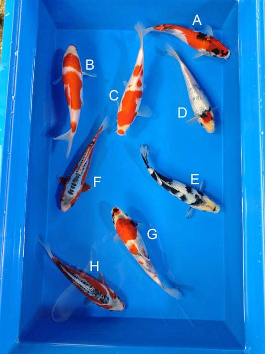 Koi fish for sale — 19-22 cm Ogata Showa at ChampKoi