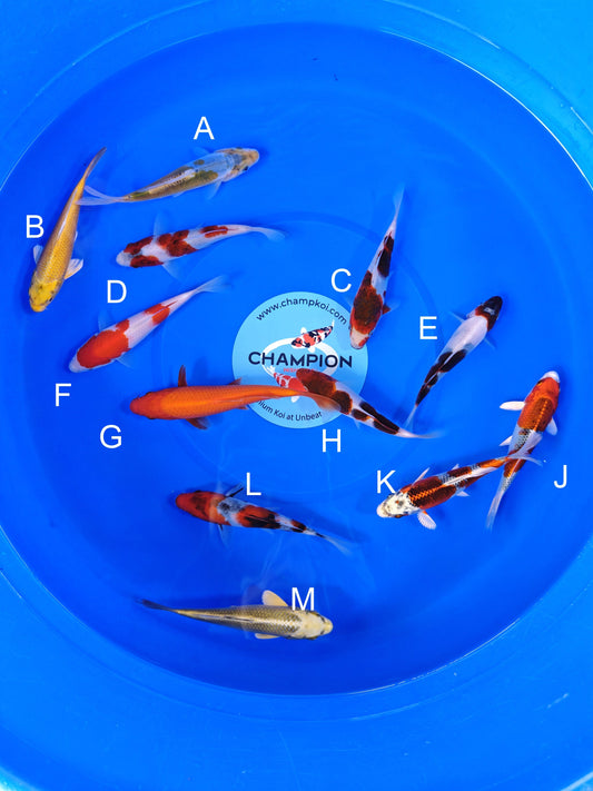 Koi fish for sale — 16-18 cm Ogata Aya Wakaba at ChampKoi