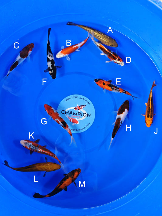 Koi fish for sale — 16-18 cm Ogata Ginrin Chagoi at ChampKoi