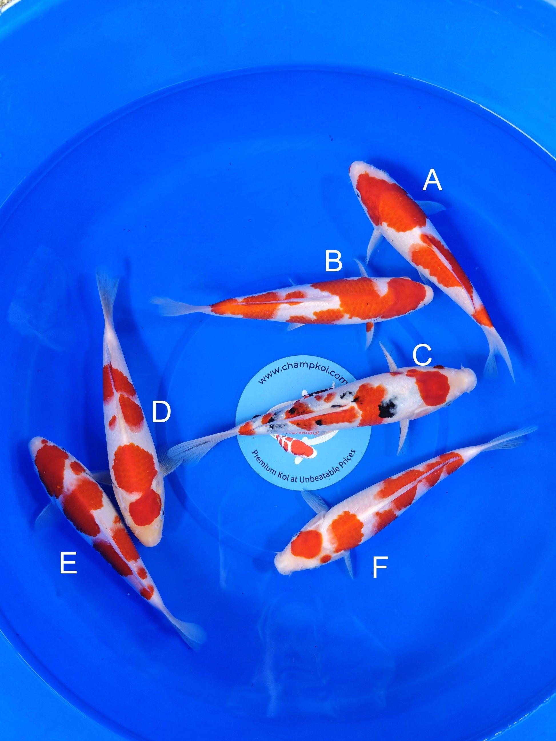 Koi fish for sale — 22-26 cm Ogata Kohaku at ChampKoi