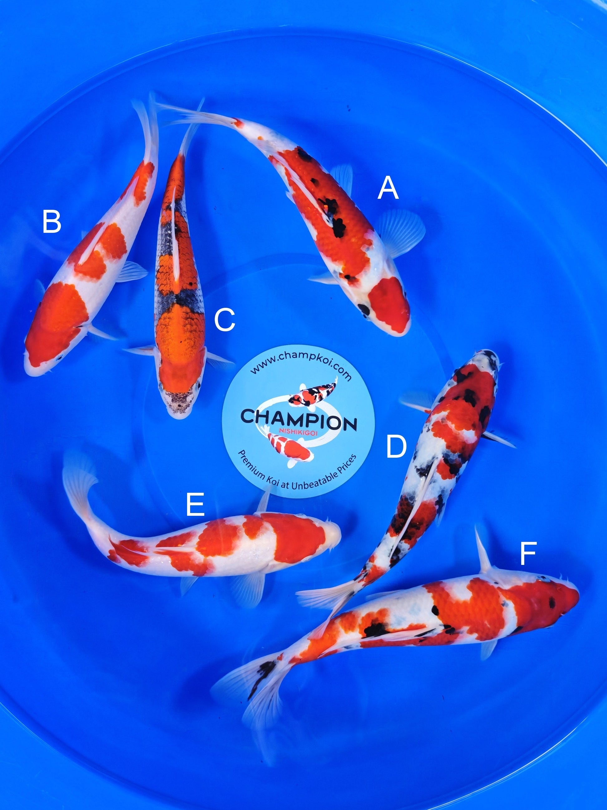 Koi fish for sale — 24-28 cm Ogata Sanke at ChampKoi