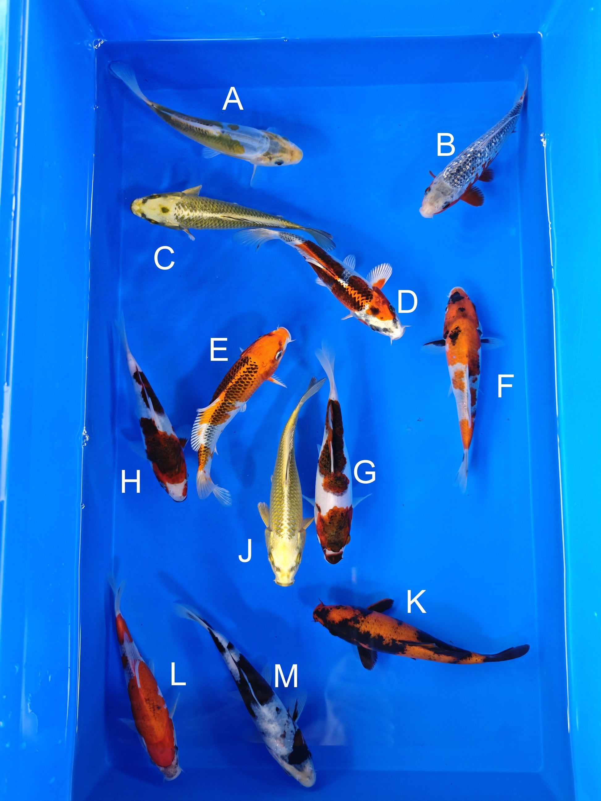 Koi fish for sale — 15-17 cm Ogata Aya Wakaba at ChampKoi
