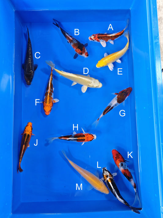 Koi fish for sale — 15-17 cm Ogata Kujaku at ChampKoi
