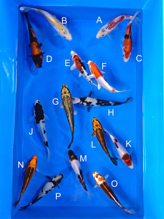 Koi fish for sale — 15-17 cm Ogata Shusui at ChampKoi