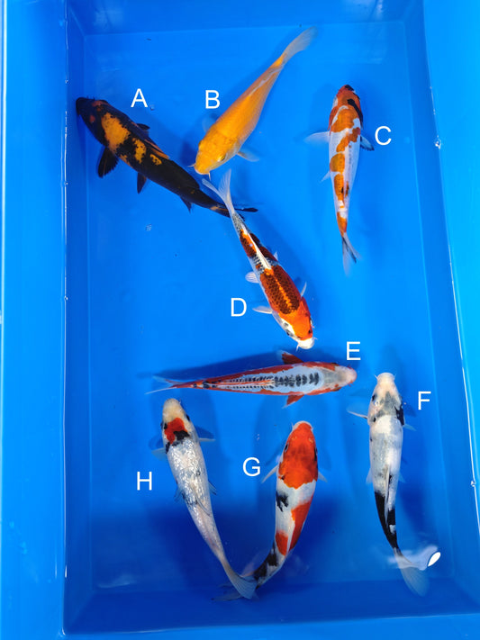 Koi fish for sale — 18-20 cm Ogata Hi Utsuri at ChampKoi