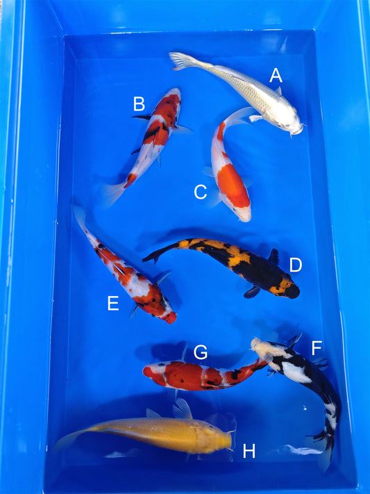 Koi fish for sale — 18-20 cm Ogata Mukashi Ogon at ChampKoi