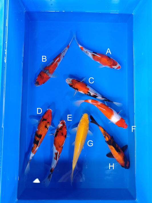 Koi fish for sale — 18-20 cm Ogata Showa at ChampKoi
