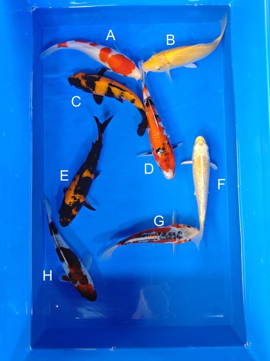 Koi fish for sale — 18-20 cm Ogata Kohaku at ChampKoi