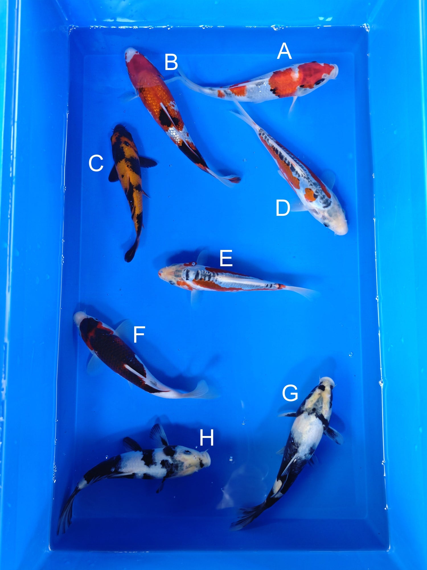 Koi fish for sale — 18-20 cm Ogata Showa at ChampKoi