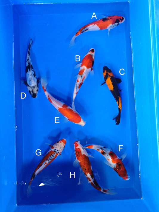 Koi fish for sale — 18-20 cm Ogata Showa at ChampKoi
