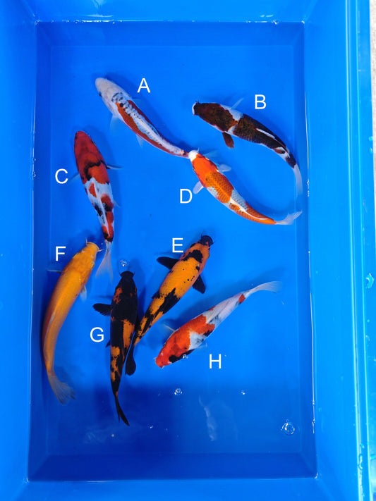 Koi fish for sale — 18-20 cm Ogata Shusui at ChampKoi