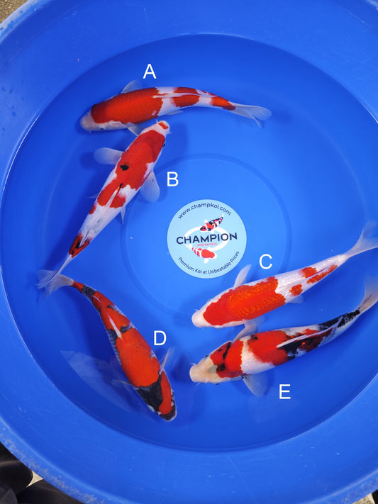 Koi fish for sale — 30-33 cm Ogata Kohaku at ChampKoi