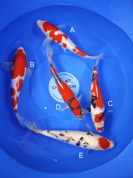 Koi fish for sale — 30-33 cm Ogata Ginrin Kohaku at ChampKoi