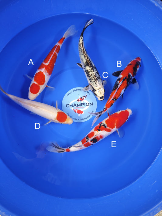 Koi fish for sale — 30-33 cm Ogata Ginrin Kohaku at ChampKoi