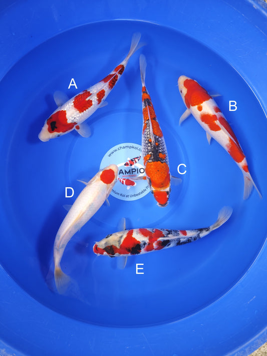 Koi fish for sale — 30-33 cm Ogata Ginrin Showa at ChampKoi